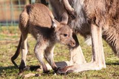 Aalborg Zoo